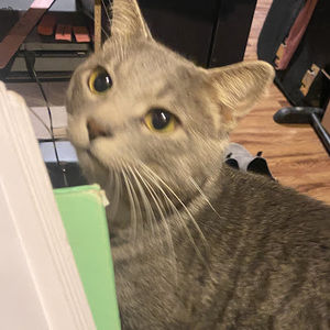 Meet your Posher, Fia